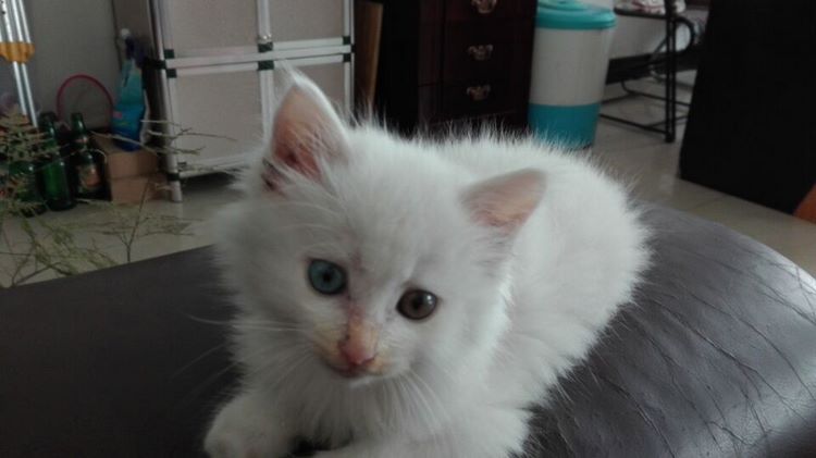 山东狮子猫