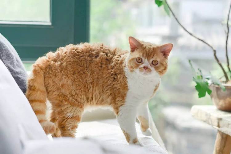 塞尔凯克卷毛猫