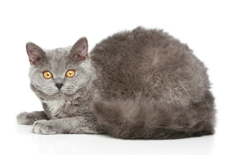 塞尔凯克卷毛猫