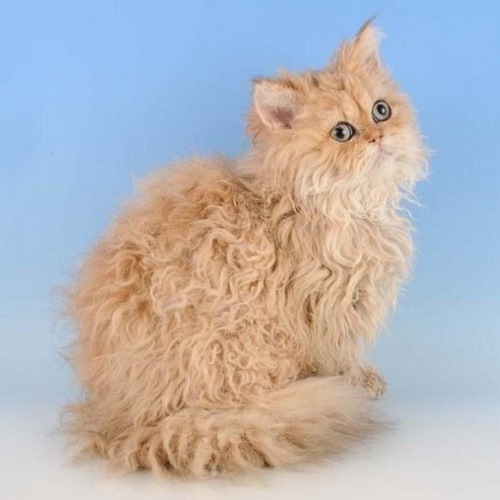 塞尔凯克卷毛猫