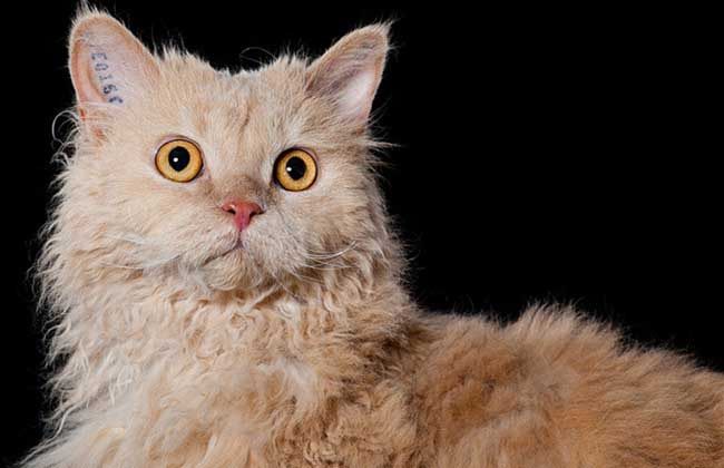 塞尔凯克卷毛猫