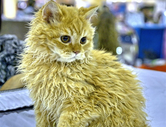 塞尔凯克卷毛猫