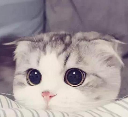 苏格兰折耳猫