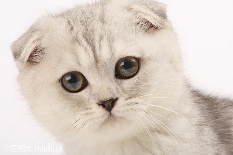 苏格兰折耳猫