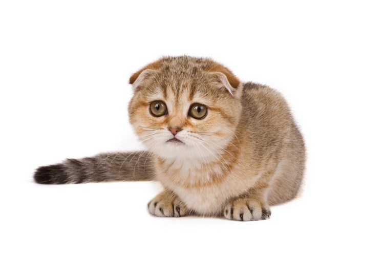 苏格兰折耳猫