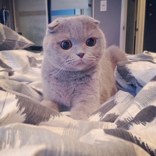 苏格兰折耳猫