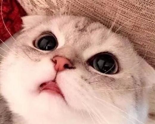 苏格兰折耳猫