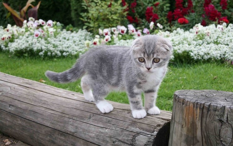 苏格兰折耳猫