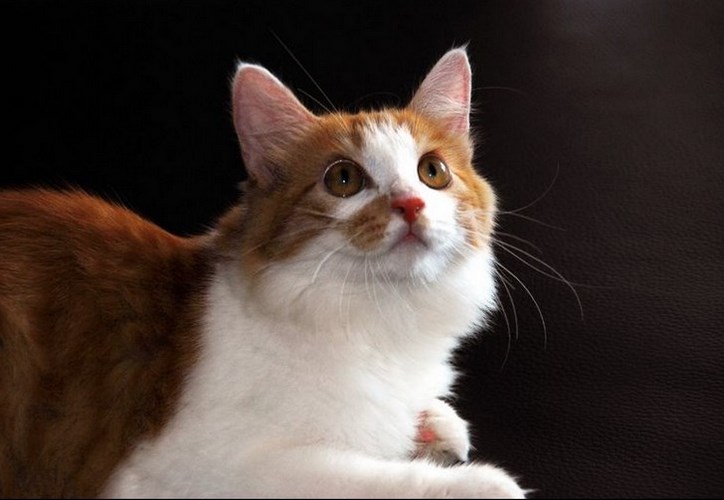 土耳其安哥拉猫