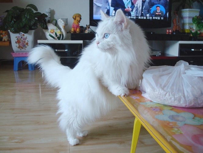 土耳其安哥拉猫