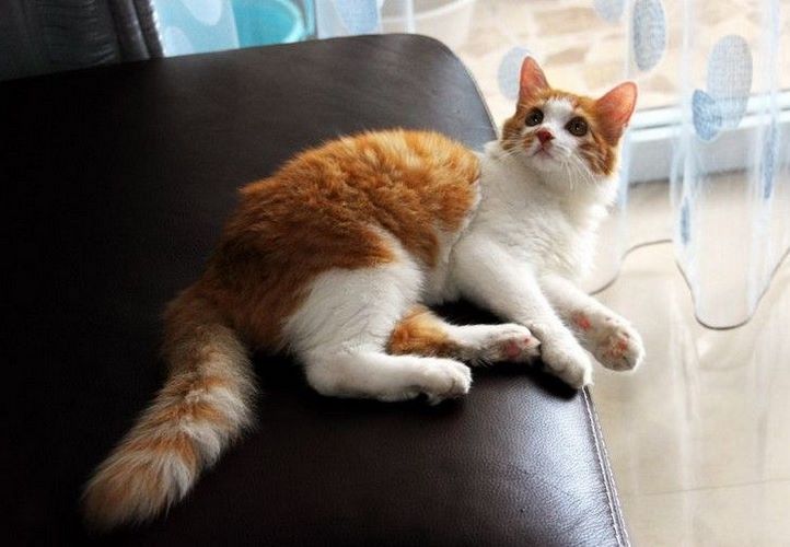土耳其安哥拉猫