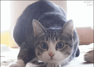 土猫