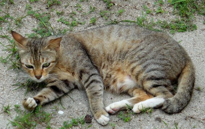 土猫