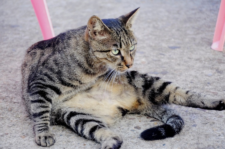 土猫