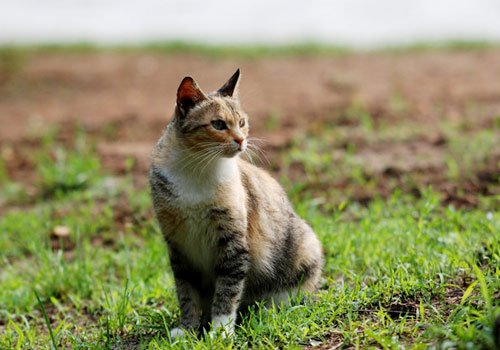 土猫