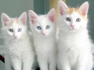 土耳其梵猫