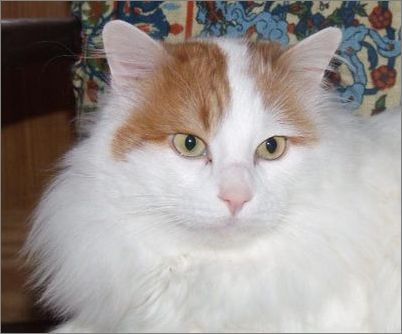 土耳其梵猫