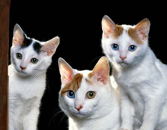 土耳其梵猫