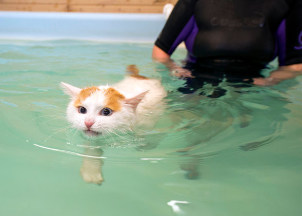 土耳其梵猫