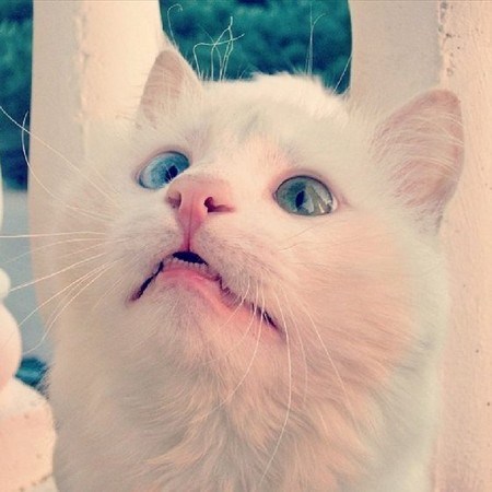 土耳其梵猫