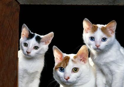 土耳其梵猫
