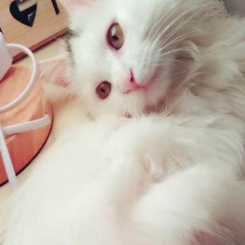 土耳其梵猫