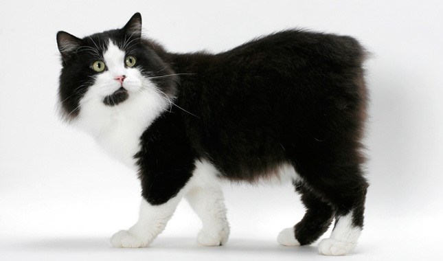 韦尔斯猫