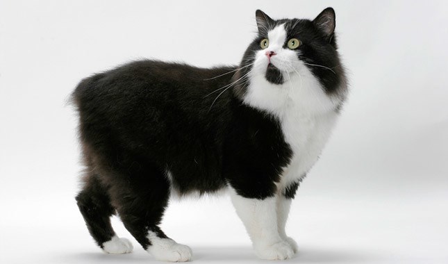 韦尔斯猫