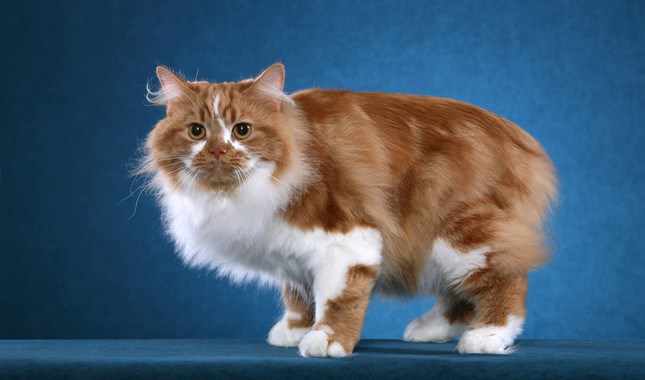 韦尔斯猫