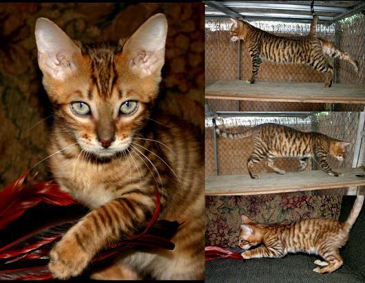 玩具虎猫