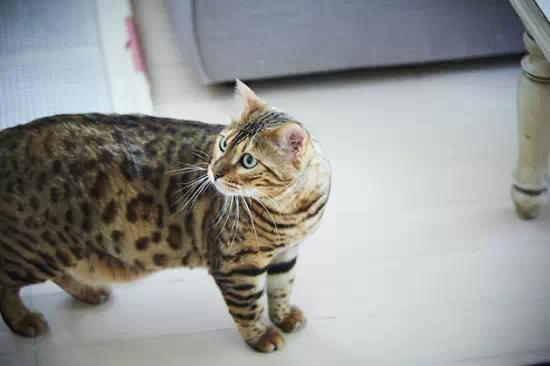 玩具虎猫
