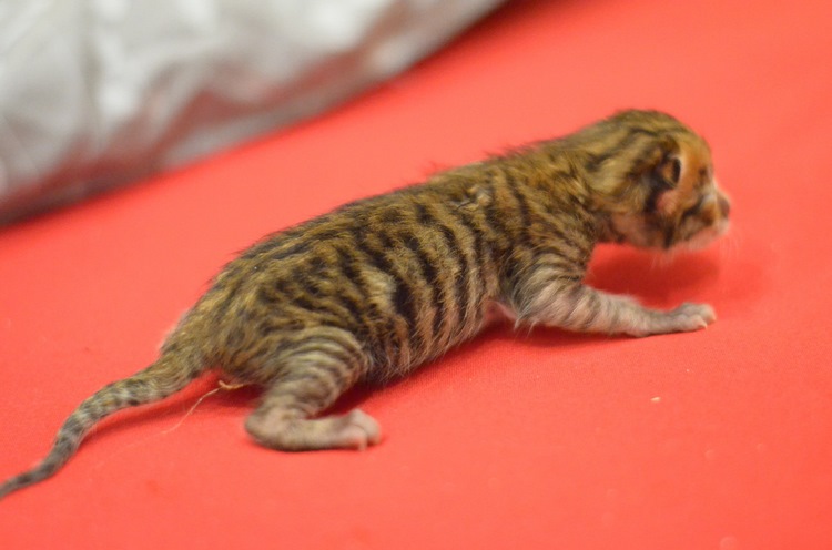 玩具虎猫