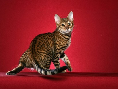 玩具虎猫