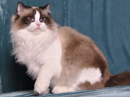 玩偶猫