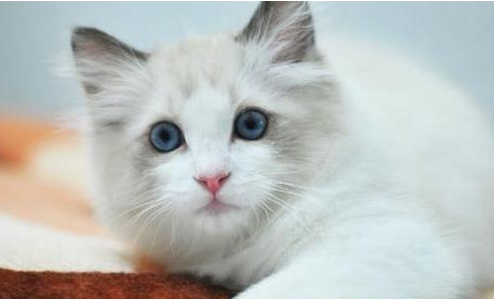 玩偶猫