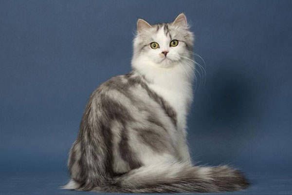 玩偶猫