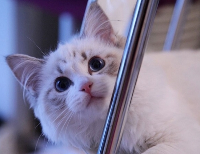 玩偶猫
