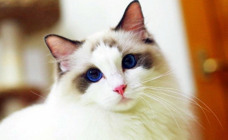 玩偶猫