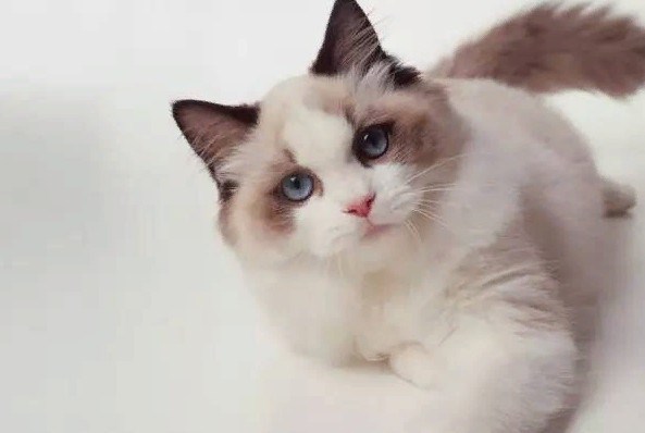 玩偶猫