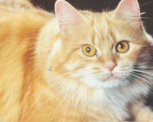 威尔士猫