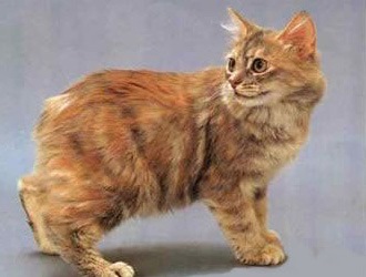 威尔士猫