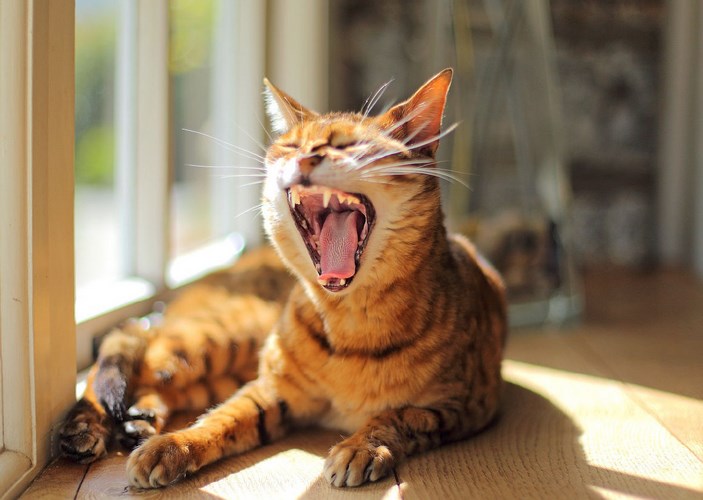 威尔士猫