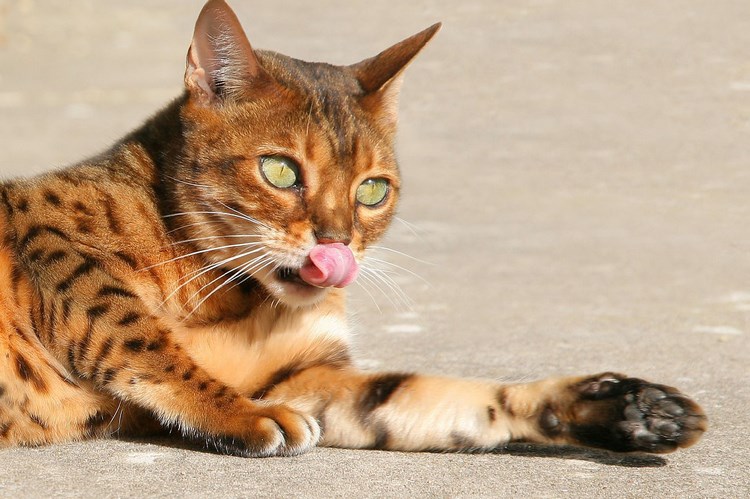 威尔士猫