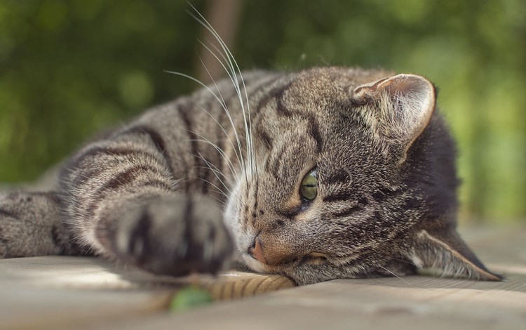 威尔士猫