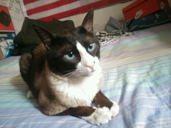 雪鞋猫