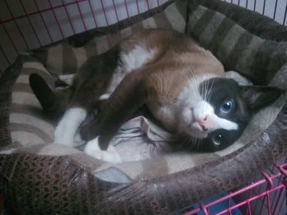 雪鞋猫