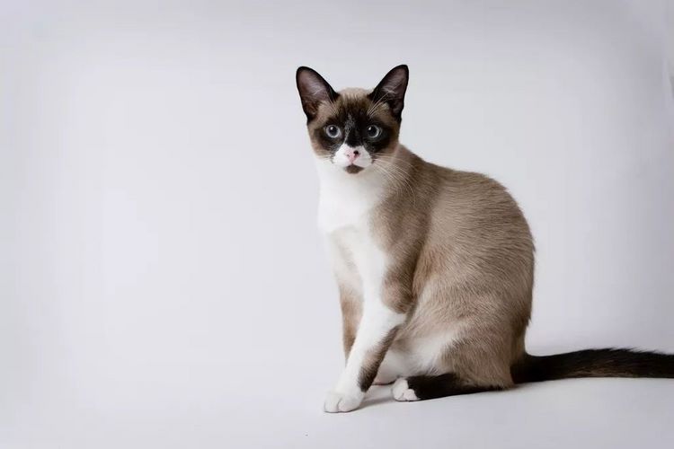 雪鞋猫