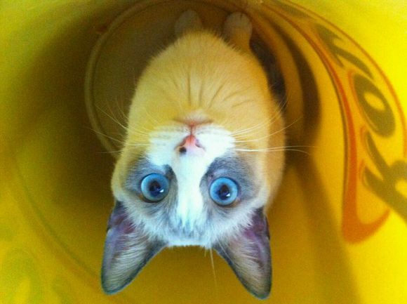 雪鞋猫