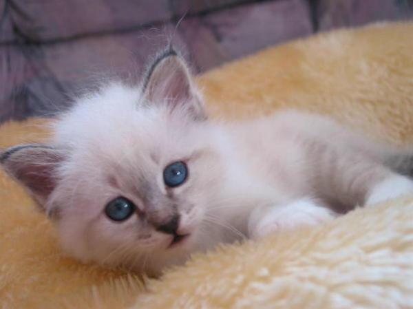 雪鞋猫