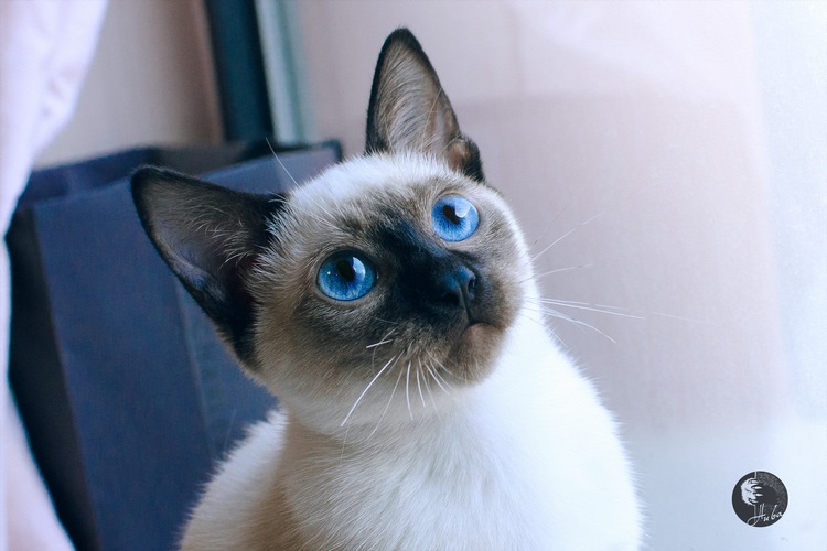 暹罗猫